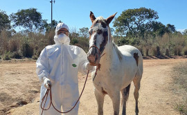 Tocantins suspende aglomeração de equídeos em cinco municípios e estabelece restrições em 12 limítrofes