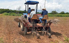 Secretaria da Agricultura renova área de vitrine de mandioca no Centro Agrotecnológico de Palmas