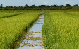 Tocantins deve aumentar área plantada na safra 2020/2021