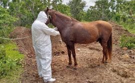 Defesa Agropecuária retoma o direito na justiça de realizar eutanásia do equino infectado por mormo