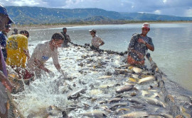 Câmara setorial da piscicultura busca fortalecer atividade no Tocantins