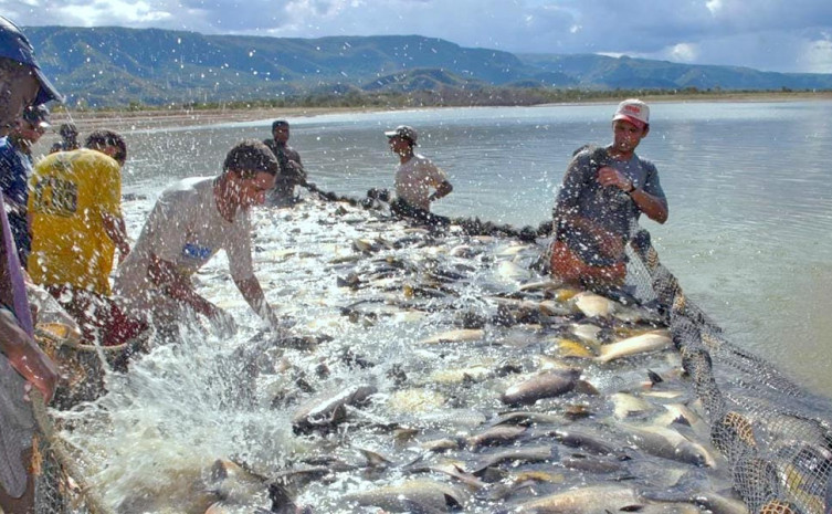 Câmara setorial da piscicultura fortalece o segmento produtivo 