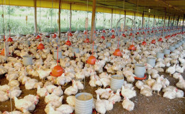 Governo do Tocantins trabalha para ampliar a avicultura e a suinocultura no Estado