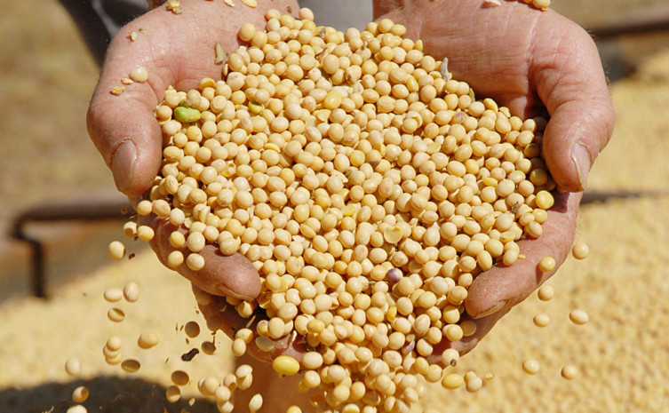 Expectativa geral é de crescimento da área plantada