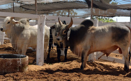 Governo do Tocantins alerta produtores rurais para vacinação contra a raiva animal