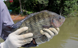 Governo do Tocantins entrega projeto para criação de tilápias em tanques-rede aos piscicultores de Palmeiras