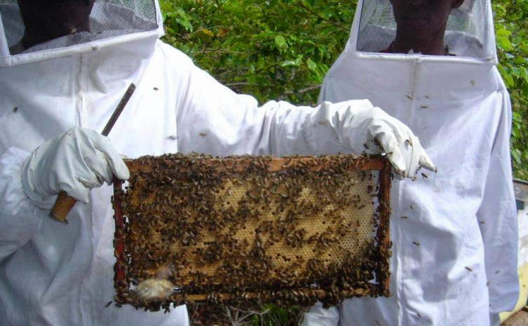 Tocantins conta atualmente com 53 apiários cadastrados na Adapec