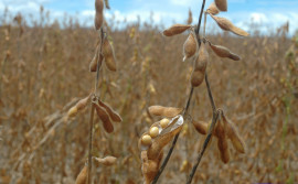 Valor Bruto da Produção agropecuária tocantinense deve alcançar R$ 15,47 bilhões em 2021