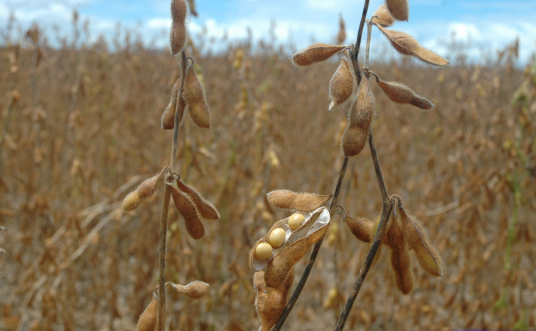 Soja é o destaque na produção tocantinense