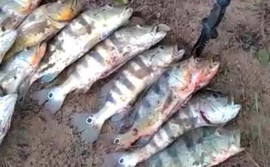 Cidadão é identificado e autuado pela Polícia Ambiental após postar vídeo praticando pesca ilegal