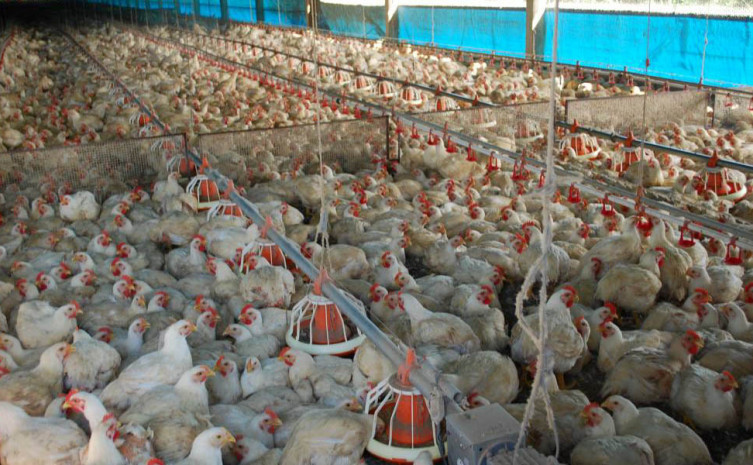 Produção de aves comerciais no Tocantins fechou o ano de 2020 em 34,9 milhões