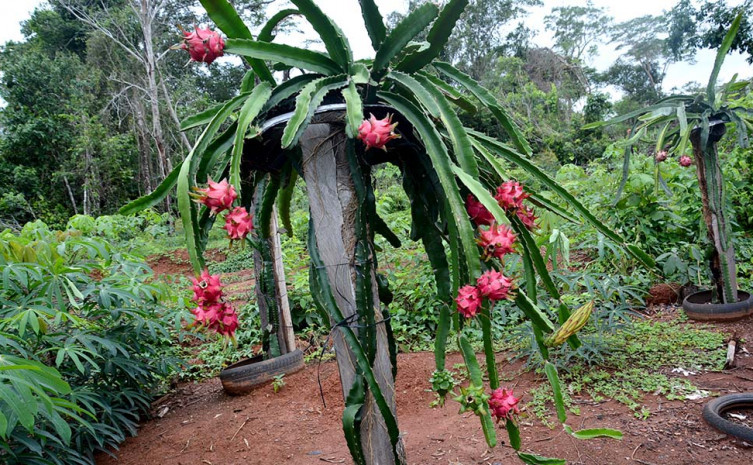 Com assistência técnica do Governo do Tocantins, produtor investe no  cultivo de pitaya de olho no mercado consumidor