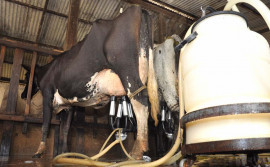 Governo do Tocantins discute produção do leite no Estado