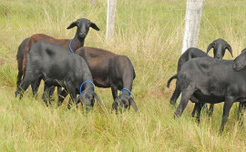 Governo do Tocantins e IFTO apresentam, em livro, resultados lucrativos em projeto de criação de ovinos