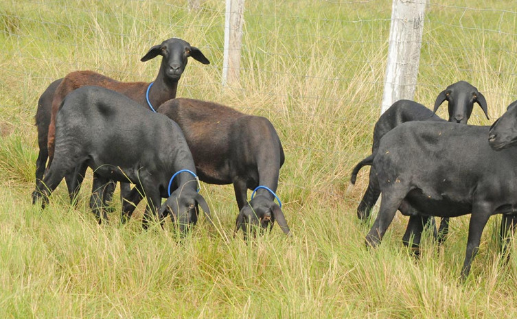 Projeto de pesquisa mostra o desenvolvimento na criação de ovinos no Tocantins