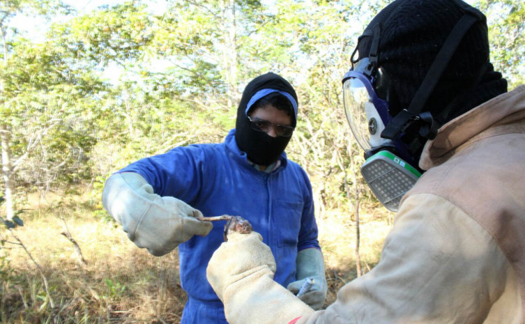 Equipe da Adapec realiza monitoramento de abrigos de morcegos hematófagos