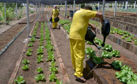 Hortas garantem trabalho, melhorias estruturais, melhor alimentação e remição para presos em Unidades Penais do Tocantins