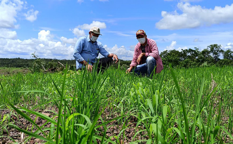 Na propriedade, o jovem agricultor, orientado pelo técnico do Ruraltins, investiu no cultivar de arroz de terras altas resistente a herbicida
