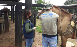 Adapec mantém ações de controle de mormo no Tocantins