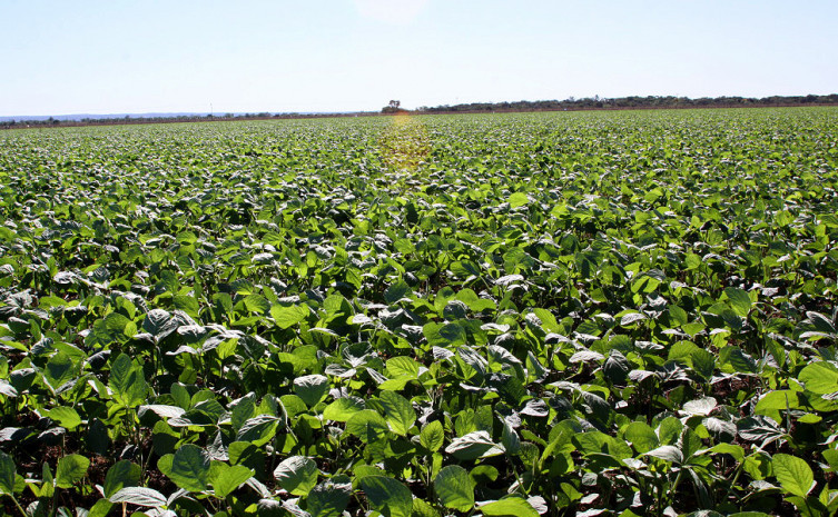 Tocantins plantou mais de 66 mil hectares de soja nas planícies tropicais em 2020