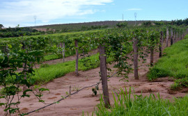 Ruraltins e representantes do setor agropecuário elaboram Carta de Recomendações sobre o uso de agrotóxico ao Conselho da APA Serra do Lajeado