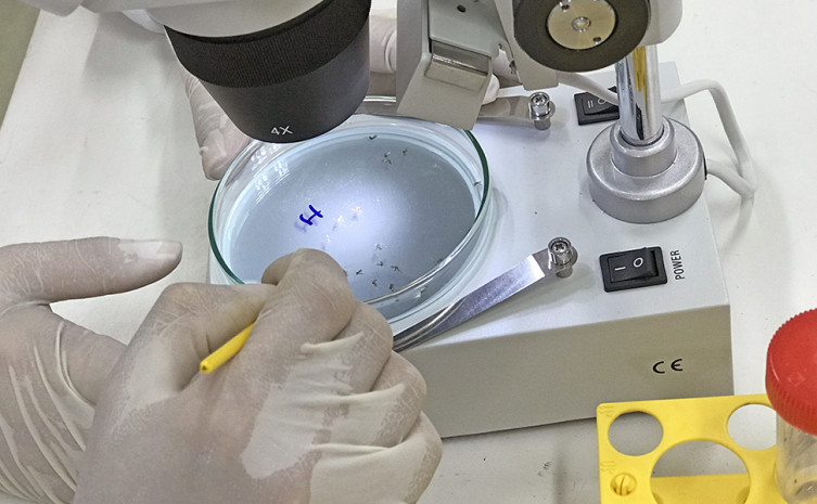 Diversos projetos científicos estão em andamento com o objetivo de levar soluções aos problemas de saúde do Estado 