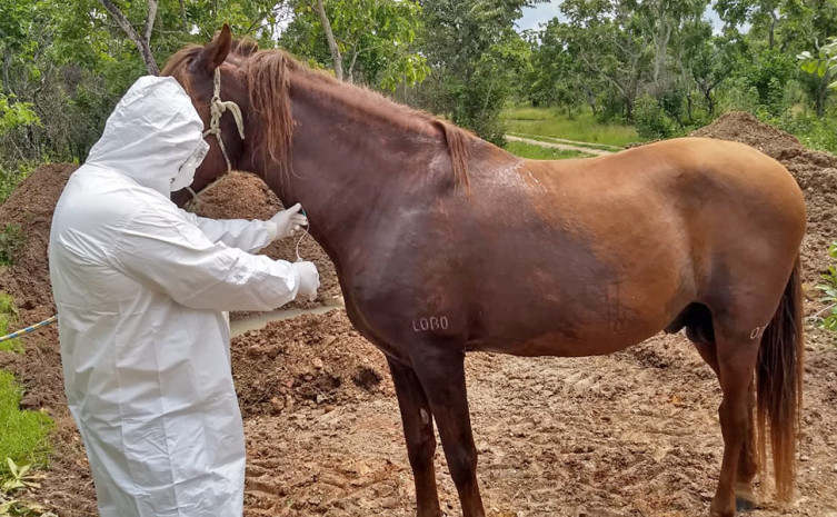 Tocantins publica restrições em municípios para conter disseminação de mormo no plantel equídeo