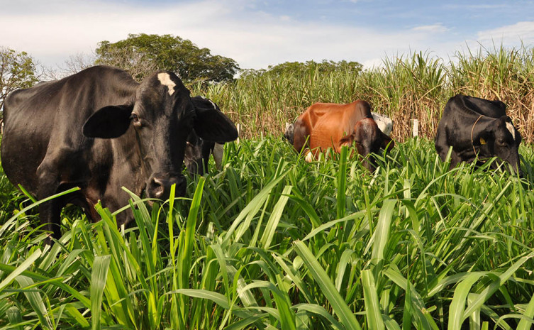 Tocantins possui um rebanho de 200 mil cabeças de vacas leiteiras