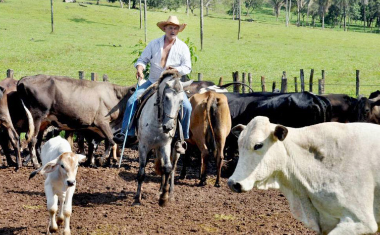 Produção leiteira é uma atividade importante na pecuária tocantinense 