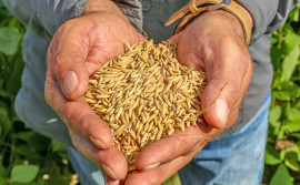 Ciência contribui com o avanço da produção de arroz no Tocantins