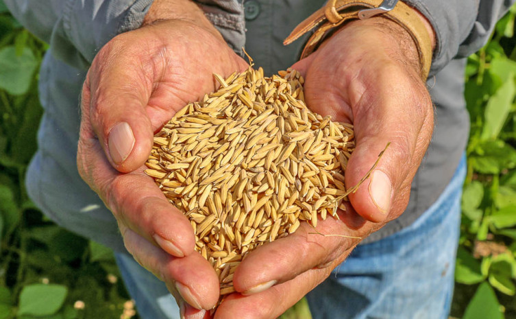 Agricultura do Tocantins tem tido investimentos científicos com apoio do Governo por meio da FAPT com a estruturação de ações de base rural que vem sendo executado pela Unitins