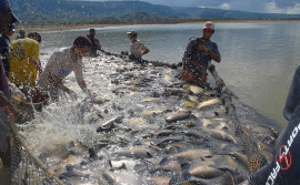 Governo do Tocantins realiza live sobre incentivos tarifários no fornecimento de energia para os setores de aquicultura e irrigação