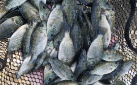 Governo do Tocantins e parceiros disponibilizam gratuitamente preços de alevinos tocantinenses