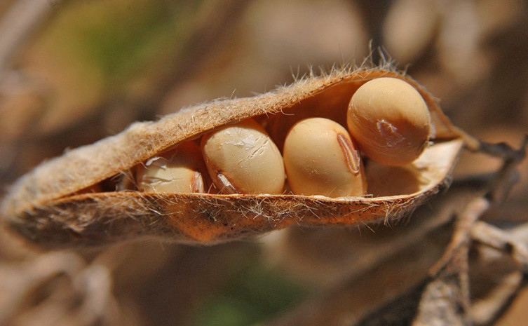 Colheita de Soja no Tocantins