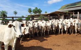 Governo do Tocantins inicia vacinação contra a aftosa no dia 1° de maio