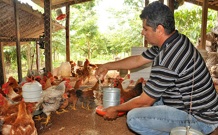 Capacitação vai atualizar os conhecimentos técnicos na área da avicultura e mostrar as principais linhagens criadas no Tocantins