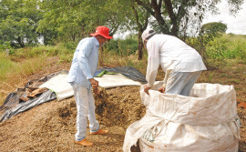 Secretaria da Agricultura instala vitrine para apresentar potencial da silagem de milho para bovídeos