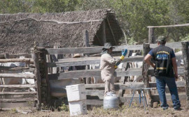 Governo do Tocantins faz doação de 3 mil doses de vacinas contra febre aftosa para atender rebanho de comunidades quilombolas e indígenas
