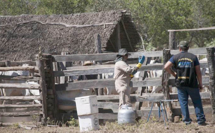 Vacinação será feita por técnicos da Adapec