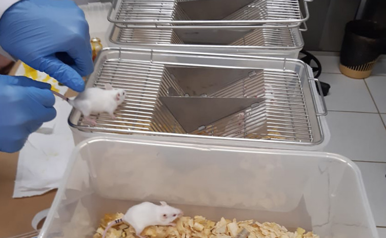 A vaga é para acadêmicos regularmente matriculados em curso de graduação, com experiência em manejo de animais de laboratório 