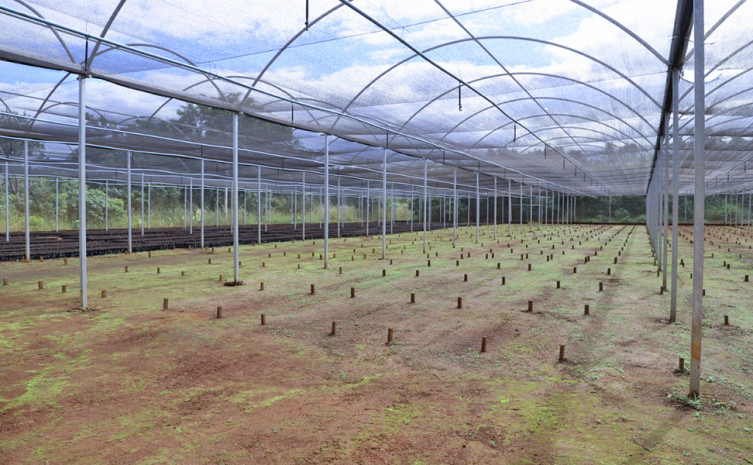 Serão produzidas 352 mil mudas nativas do cerrado