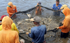 Tocantins é destaque por contar com estudo aprofundado sobre produção pesqueira e suas potencialidades
