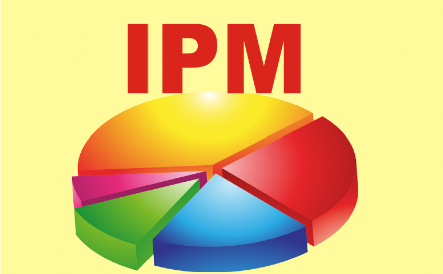 Reunião IPM