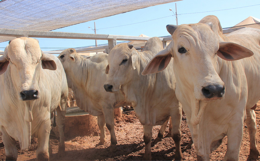 Fator que influenciou positivamente na composição do valor adicionado do IPM definitivo foi crescimento da pecuária com 18,37% e da agricultura com 14,90%. Foto: Antônio Gonçalves/Governo do Tocantins