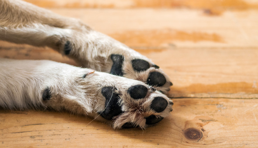 Defesa e proteção dos animais