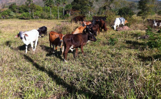 Operação Leite Derramado prende suspeitos de organização criminosa com atuação em diversos Estados