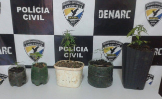 Denarc apreende plantação de maconha, em Palmas