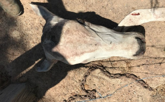 Investigação da Polícia Civil possibilita prisão de homem acusado de roubar gado em Dueré