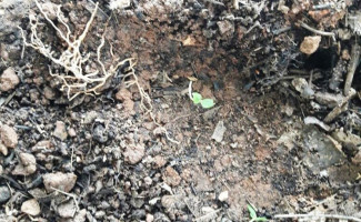 Polícia Civil prende suspeito por tráfico de drogas no interior do Estado