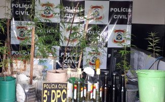 Polícia Civil prende suspeito de cultivar maconha na própria residência 